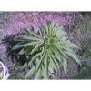 pot plant.JPG