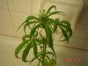 DSC00652.jpg