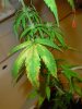 DSC00653.jpg