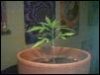 tomato2.jpg