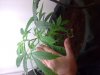 Plant.jpg