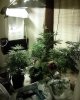 Growroom pic.jpg