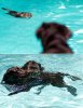 cat dog pool.jpg