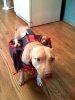 dog w pups.jpg