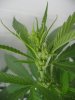 cruise+plants 096.jpg