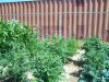 garden7.jpg