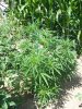 garden9.jpg
