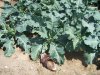 garden5.jpg