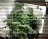 Growroom .jpg