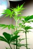 1stbuds 027.jpg