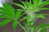 1stbuds 032.jpg