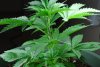 1stbuds 034.jpg