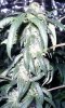 cl_1_8_4_08_1.jpg