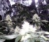 cl_2_8_4_08_1.jpg
