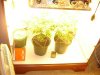 dsc01176sd.jpg