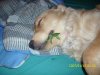 dog with pot leaf in mouth.jpg