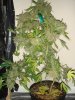 DSC06059a.jpg