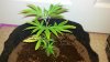 2012-01-13_17-13-39_853.jpg