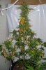 DSC03324.jpg