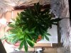 IMG_20120114_182437.jpg