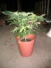 IMG_20120114_182551.jpg