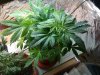 IMG_20120114_183136.jpg
