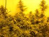 First Indoor Jan14 2012 009.jpg