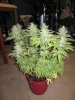 IMG_0525.jpg