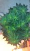 BLUEBERRY #1.jpg