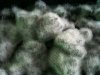 fuzzy ewc.jpg