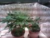 IMG_20120117_200425.jpg