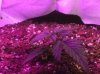 Plant A 10 Days2.jpg Plant A 10 Days2.jpg
