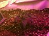 Plant B 10 Days.jpg Plant B 10 Days.jpg