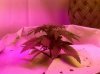 Plant A 16 Days.jpg Plant A 16 Days.jpg