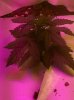 Plant A 16 Days2.jpg Plant A 16 Days2.jpg