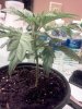 IMG_20120118_055038.jpg