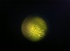 AMNESIA LEMON 2.jpg AMNESIA LEMON 2.jpg