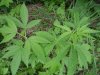 DSC00235.jpg