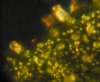 trichs.jpg
