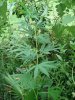 plant.jpg