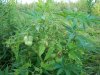 tomato2.jpg