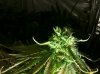 chronic3.jpg