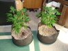 DSC01956.jpg