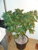 DSC01985.jpg