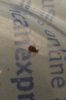 bug4.jpg bug4.jpg