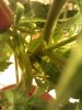 IMG_20120120_173654.jpg