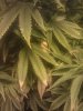 IMG_20120117_122917.jpg