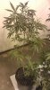 IMAG0143.jpg