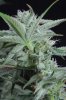 Chernobyl (a) 2 Week 5.jpg