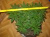 DSC03565.jpg
